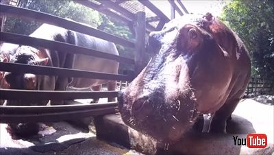 カバのスイカ丸ごとタイム