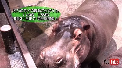 カバのスイカ丸ごとタイム