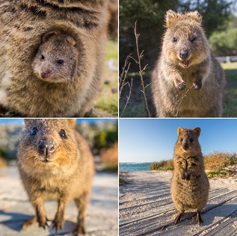 クアッカワラビー