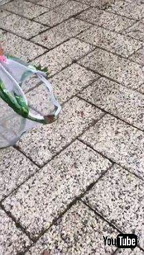 昆虫採集