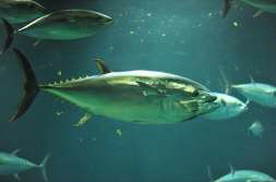 ラストクロマグロ