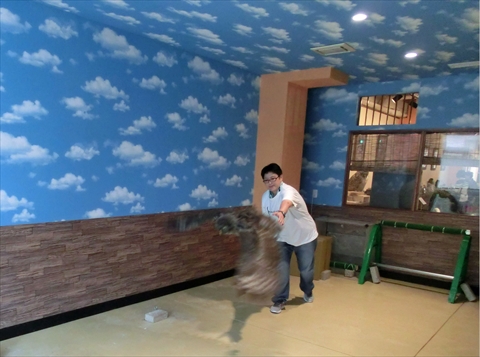 ふくろうカフェならまち