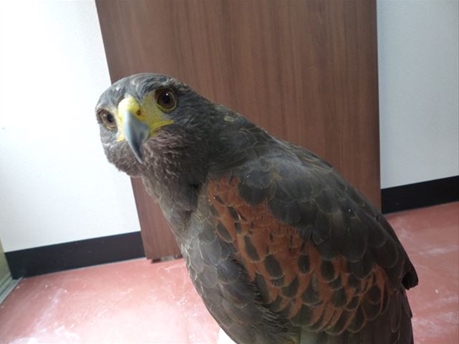 ふくろうカフェならまち