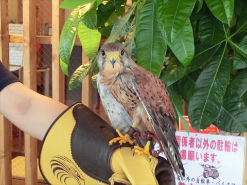 ふくろうカフェならまち