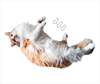 猫の胸毛タオル