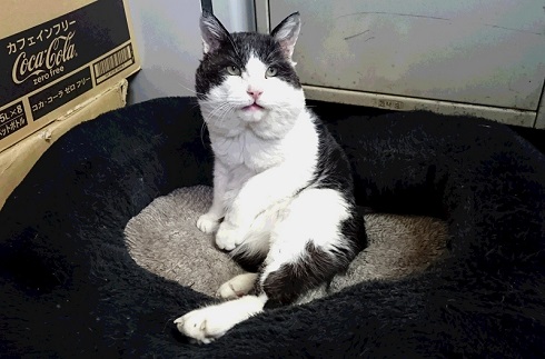 ねとらぼ生物部編集長