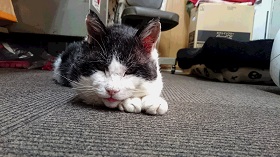 ねとらぼ生物部編集長