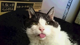 ねとらぼ生物部編集長