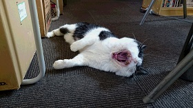 ねとらぼ生物部編集長