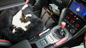 ねとらぼ生物部編集長