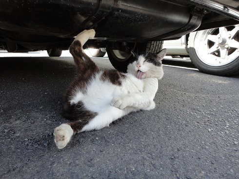 ねとらぼ生物部編集長