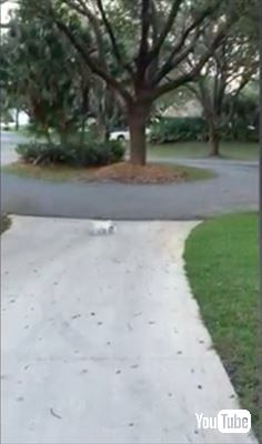 犬