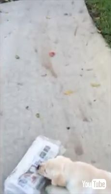 犬