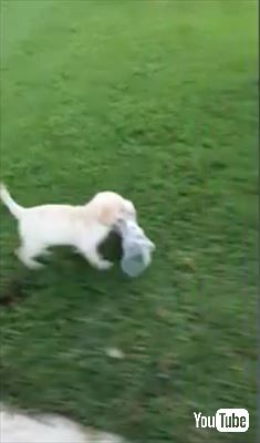 犬