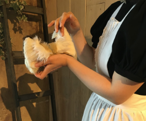 シャッツキステ