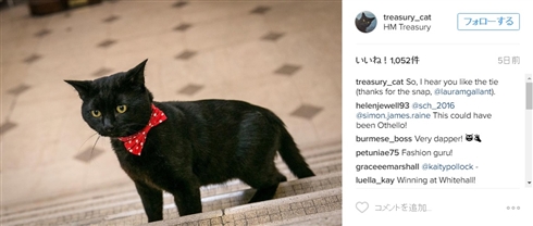 イギリス財務省に待望の公務員猫が着任