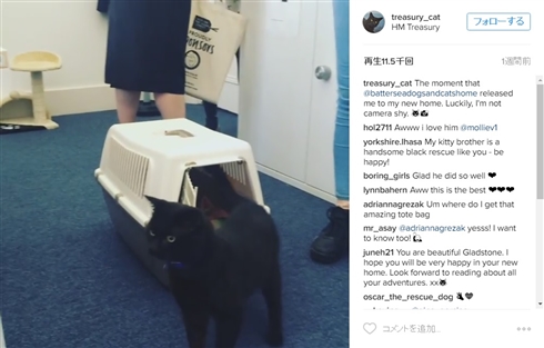 イギリス財務省に待望の公務員猫が着任