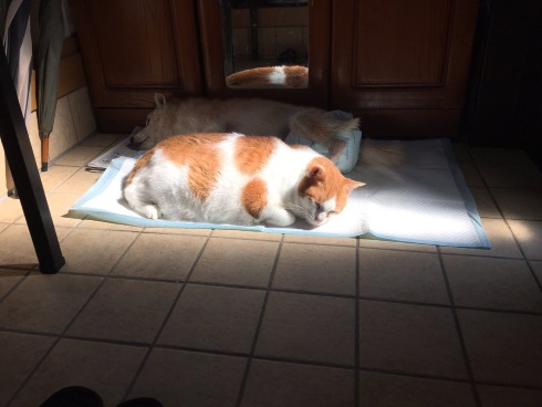 寄り添うベルとリョウ