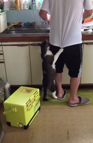 猫 ねだる ズボン 脱がす