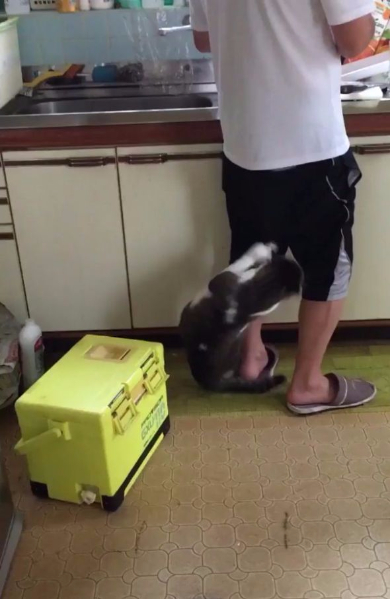 猫 ねだる ズボン 脱がす