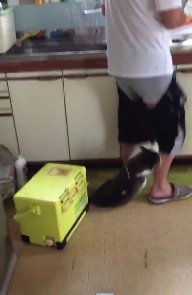 猫 ねだる ズボン 脱がす