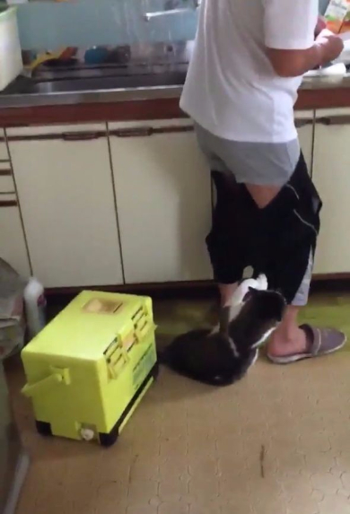 猫 ねだる ズボン 脱がす