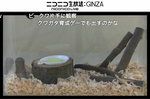 日本一ソフトウェア