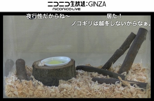 日本一ソフトウェア