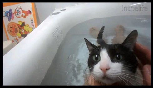 お風呂ねこ