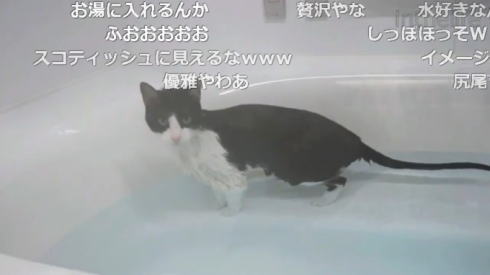 お風呂ねこ