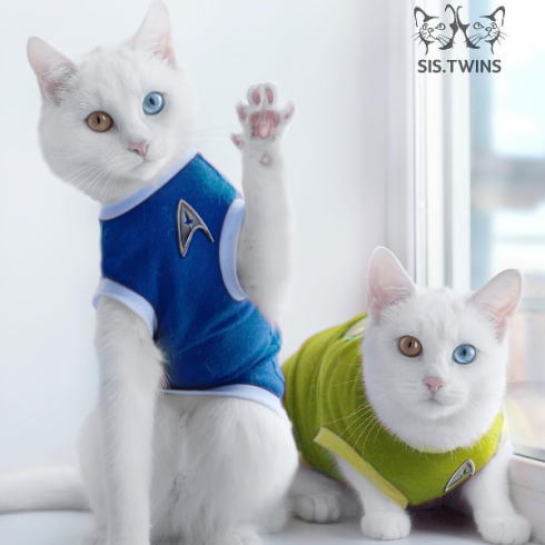 オッドアイ猫
