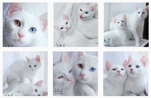 オッドアイ猫