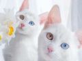 世界一美しい!?　オッドアイの双子ねこが想像以上にキレイすぎる