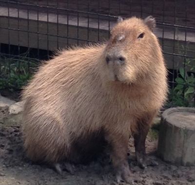 カピバラのスイカ早食い