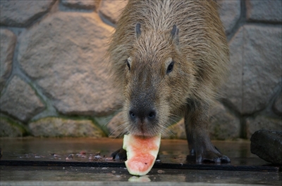 カピバラのスイカ早食い