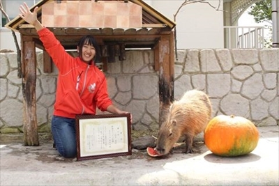 カピバラのスイカ早食い