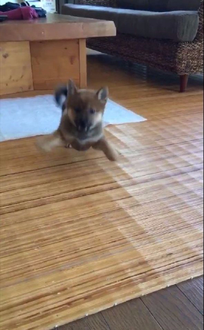 モンスター 犬 かわいい ポケモン