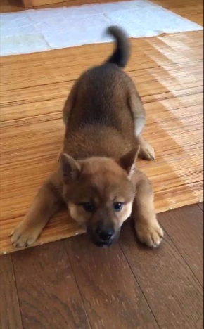 モンスター 犬 かわいい ポケモン