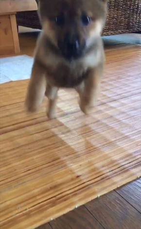 モンスター 犬 かわいい ポケモン