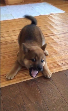 モンスター 犬 かわいい ポケモン