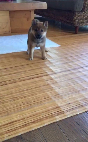 モンスター 犬 かわいい ポケモン