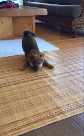 モンスター 犬 かわいい ポケモン