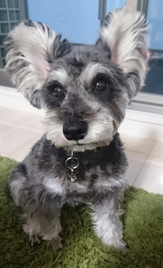 ねとらぼ生物部編集長