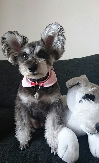 ねとらぼ生物部編集長