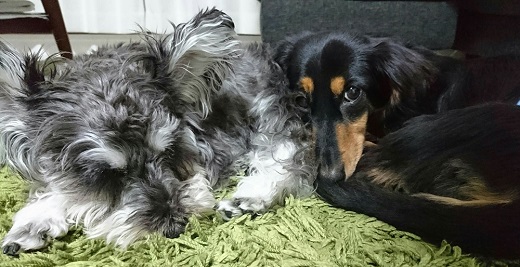 ねとらぼ生物部編集長