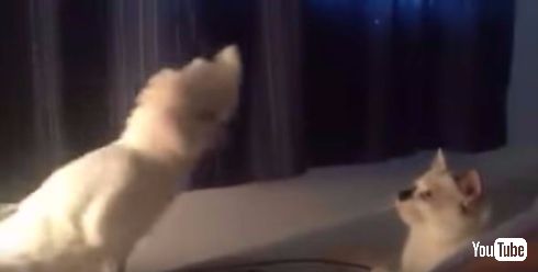 ネコの鳴き声をマスターしてしまったオウム