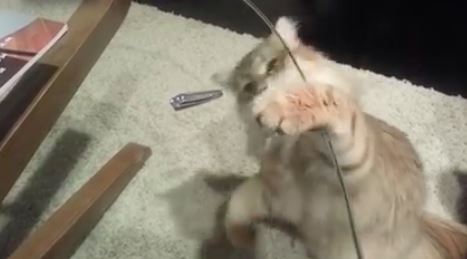 猫