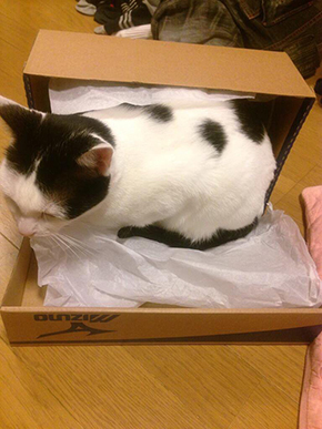 爪引っ掛かり猫