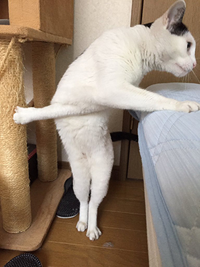 爪引っ掛かり猫