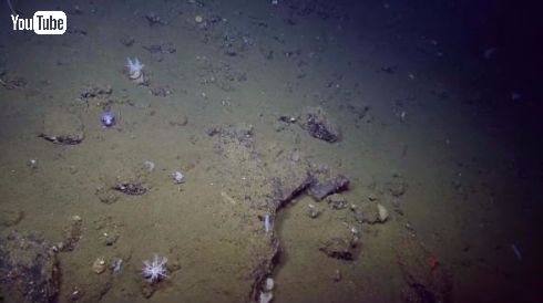 イカ タコ Stubby Squid